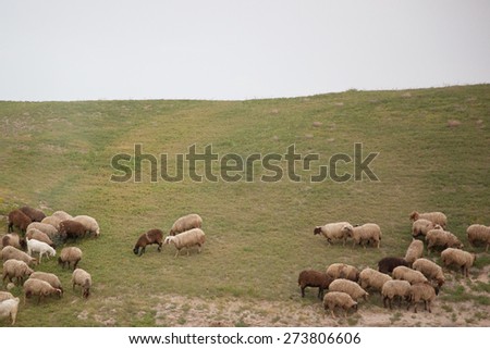 Landscape of dry land with sheep grazing in the Middle East