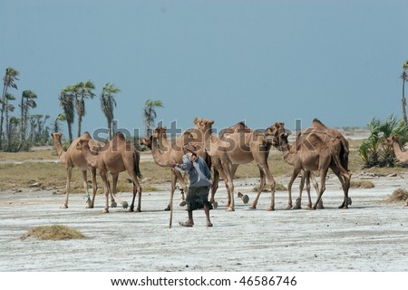 camel crossing the desert