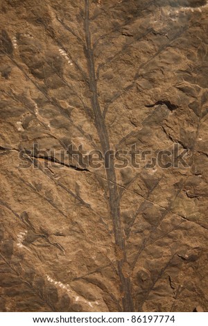 Background, fossil in stone