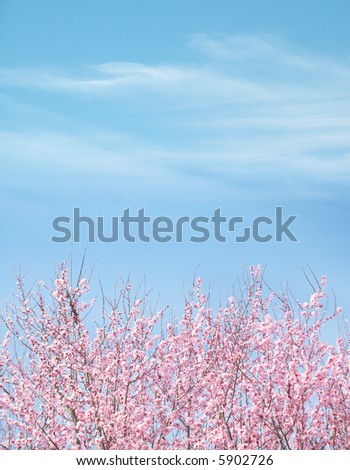 Plum Tree Blue Sky Background; brilliant blue sky with wispy clouds, Beautiful Plum Blossom Tree in foreground