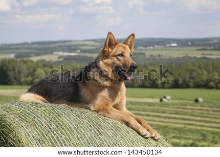 Young one year old German Shepherd female laying on a bale of hay on a beautiful summer afternoon.