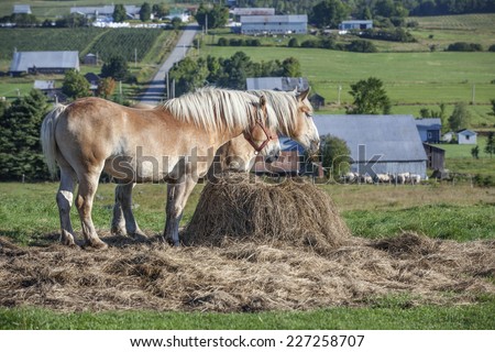Two beautiful Belgian draft horses feeding in the pasture