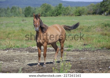 Quarter horse relaxing in the fields on a beautiful summer afternoon