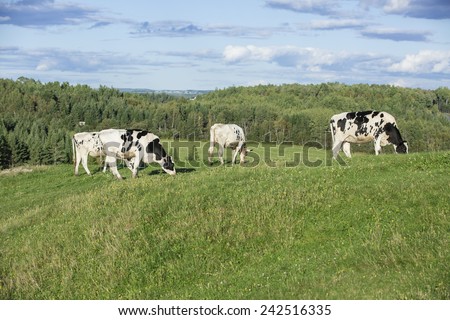 Cows grazing in the countryside on a beautiful summer afternoon