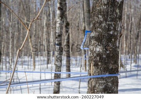 Modern plastic tap attached to a maple tree to collect sap