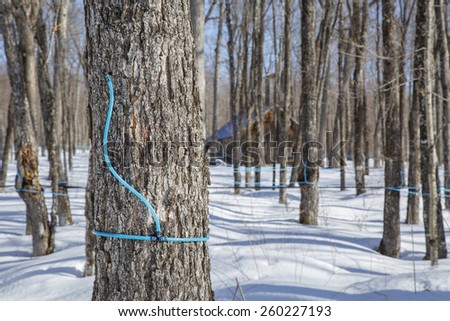 Plastic tubing attached to maple tree to collect sap