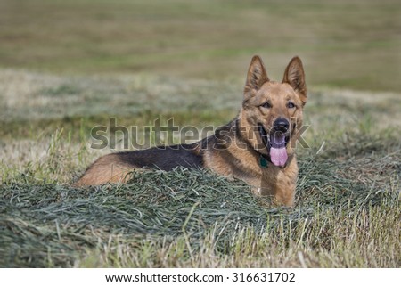 Three year old German shepherd laying in the hay