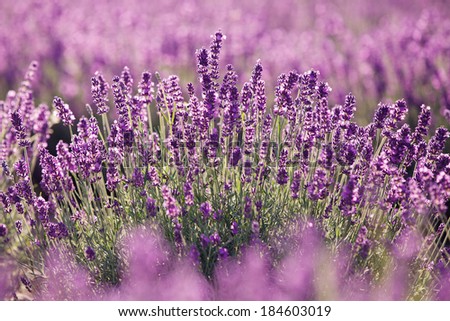 Purple lavender flowers in the field. Traditional medicine and cosmetic products