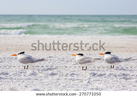 Small group of royal terns sea birds stand on sandy Siesta Key beach in Florida Small group of royal terns sea birds stand on sandy Siesta Key beach in Florida