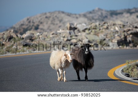 Two sheep on the road