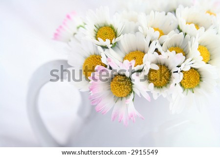 White daisies in a vase on white background