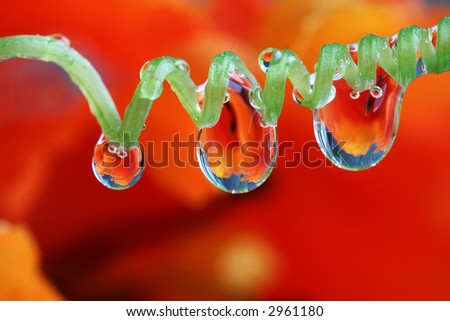 Dew drops on vine with red tulip in the background