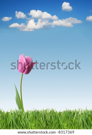 Purple tulip on green grass and blue sky background