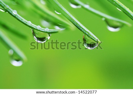 Close up of rain drops on green pine needles with fresh green copyspace
