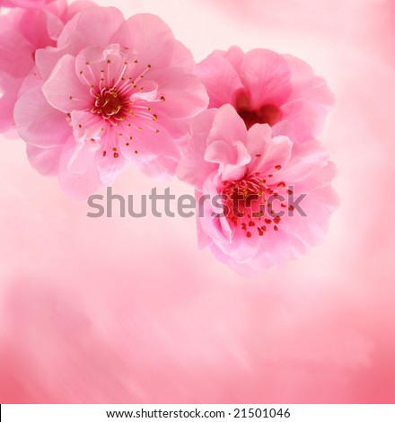 pics of pink backgrounds. on pink background