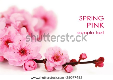 Spring cherry tree blossoms on white background. Spring cherry tree blossoms on white background.