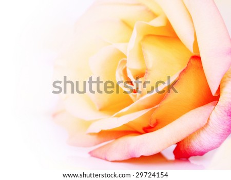 Soft yellow and pink rose close-up on white background. Slight grain added to enhance soft look.