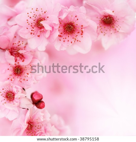 Spring cherry tree blossoms on pink background. Very shallow DOF.