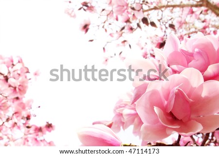 magnolia tree buds. pink, spring magnolia tree