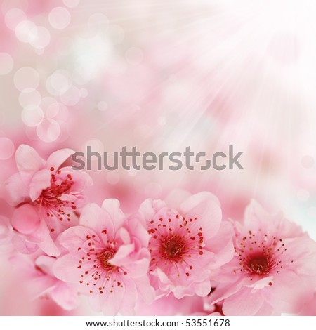 Fresh, pink, soft spring cherry tree blossoms on pink bokeh background. Very shallow DOF.