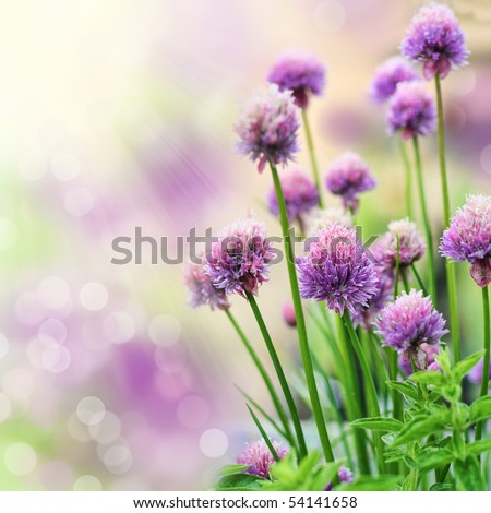stock photo Chive herb flowers on beautiful bokeh background
