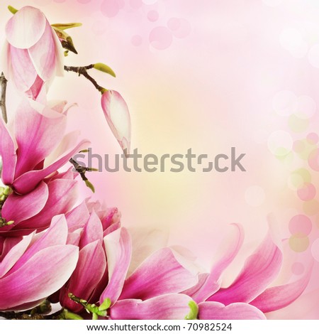 Fresh, pink, spring magnolia tree blossoms. Border frame on pink background.