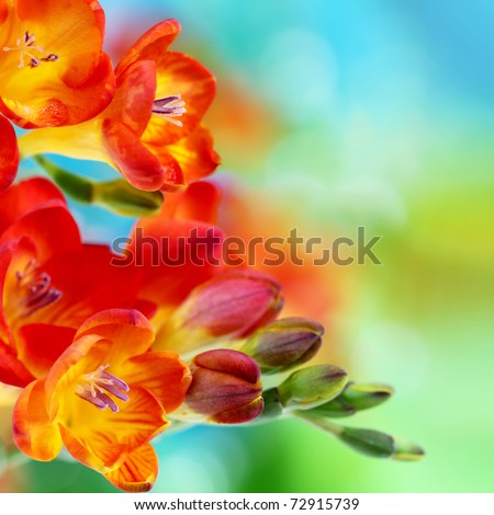 Colorful fresh spring freesia flowers on green and blue bokeh background. Very shallow DOF.