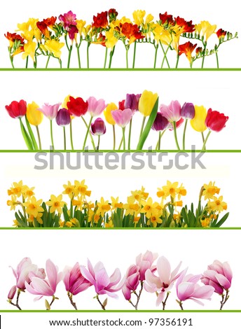 Colorful fresh spring flowers borders on white background. Tulips, daffodils, freesia, magnolia.