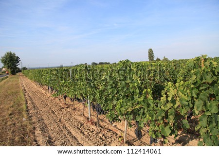 Fresh juicy grape in vineyard natural background - Wine colorful background