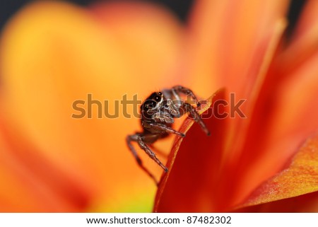 jumping spider on orange flower