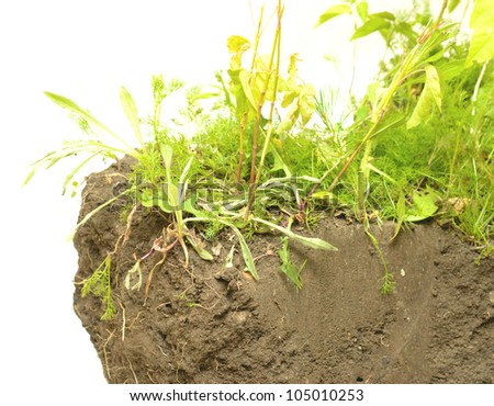 green grass with dirt on white