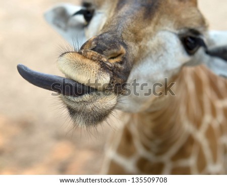 close up of giraffe with funny tongue