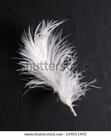 single white feather