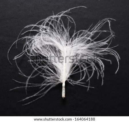 white feather over black background