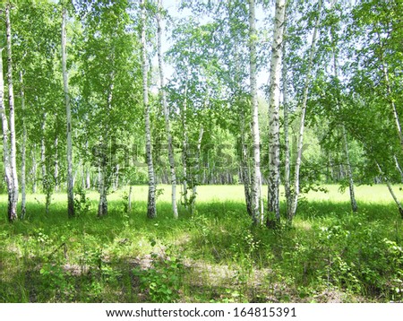 beauty birch forest
