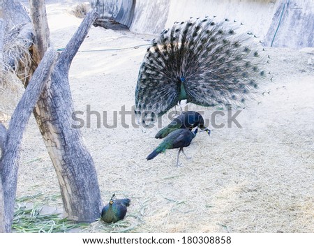 peacock display of feathers to the female peacocks