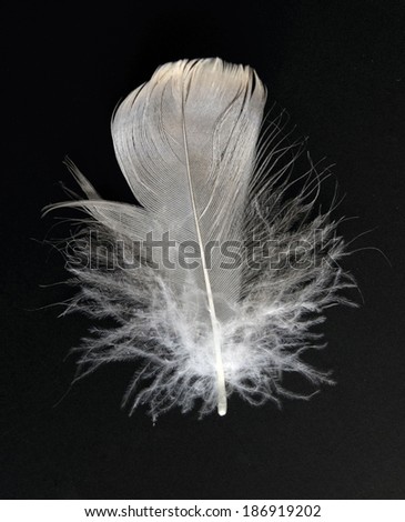 close up of white feather on a black