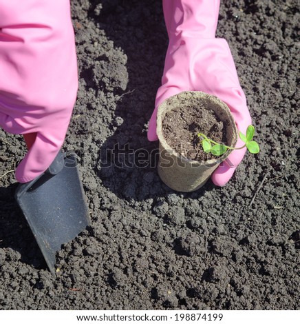 hands with gloves and shovel planting small plants