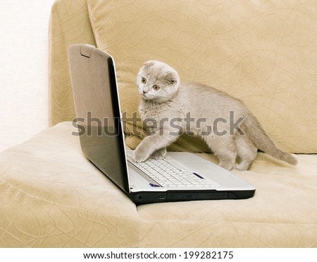 cat and laptop on a sofa