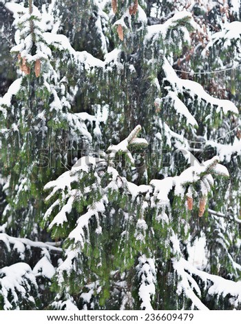 close up shot of pine tree with snow