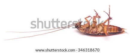 dead cockroach isolated on white background