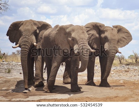 three elephants in Africa