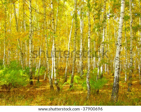 magic birch autumn forest