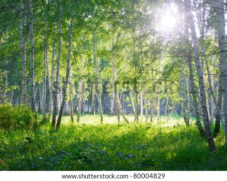 summer  beauty birch forest