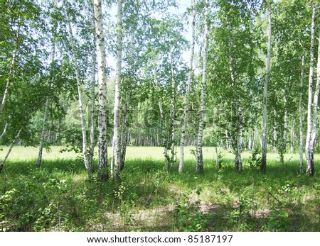 beauty birch forest