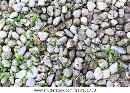 The abstract round rock background with plant