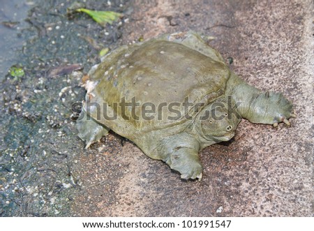 Soft-shelled turtle got bit by another Soft-shelled turtle