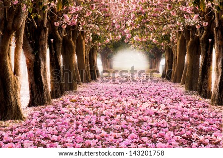 The Romantic Tunnel Of Pink Flower Trees