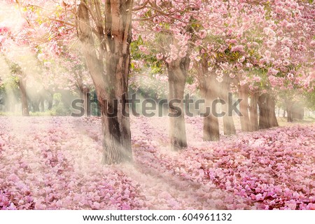 Falling petal over the tunnel of pink flower trees Romantic cherry blossom on nature background in Spring season
