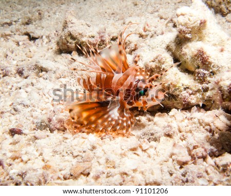 Juvenile Zebra Lionfish (dendrochirus zebra) , Andaman sea Thailand